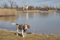 Beagle at lake Kochel