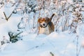 Beagle watch into the camera. Hunter dog stay in snowy field. Beagle head in snow