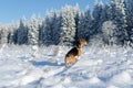 Beagle watch into the forest. Hunter dog stay in snowy field