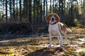 Beagle watch to camera and stay in the forest.