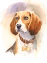 Beagle Watercolor Dog Breed Animal Illustration Hand Painted