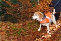 Beagle Wearing Safety Vest