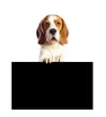 Beagle on a white background. Royalty Free Stock Photo