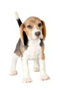 Beagle on White Background