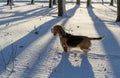 Beagle in winter forest