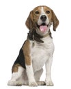 Beagle, 5 years old, sitting in front of white background Royalty Free Stock Photo