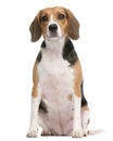 Beagle, 2 years old, sitting in front of white background Royalty Free Stock Photo