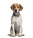 Beagle, 2 years old, sitting in front of white background Royalty Free Stock Photo