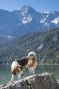 Beagle and Zugspitze