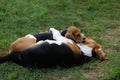 Beagles