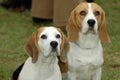 Beagles Royalty Free Stock Photo