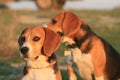 Beagles Royalty Free Stock Photo