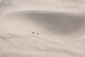 Beagles at the edge of a sand bowl Royalty Free Stock Photo