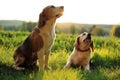 Beagles