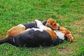 Beagles in the Garden resting
