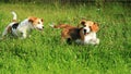 Beagles in the garden Royalty Free Stock Photo