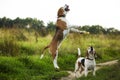 Beagles have fun