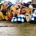 Beagles laying together