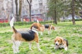 Beagles in park Royalty Free Stock Photo