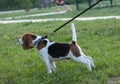 Beagles in the park Royalty Free Stock Photo