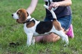 Beagles in the park Royalty Free Stock Photo
