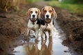 beagles paw prints in mud while following scent