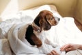 Beagles puppy Sleep in the owners white bed. Cute little Beagle puppy laying at bed in blanket. Dog Beds For Beagles Royalty Free Stock Photo