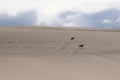 Beagles running along on sand dunes Royalty Free Stock Photo