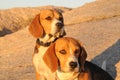 Beagles in the sunset sun