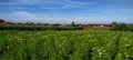 Beaitiful field garden afternoon Indonesia