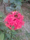 Beaitiful Red flower in the garden