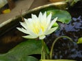 beaitiful white color lily folower of sri lankan