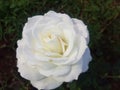 beaitiful white rose