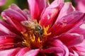 A pretty busy Honey Bee Apis mellifera nectaring on a Dahlia flower. Royalty Free Stock Photo