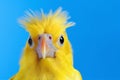 Beak bird parrot yellow animal feather