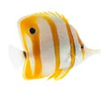 Beak coralfish, copperband butterflyfish, isolated