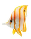 Beak coralfish, copperband butterflyfish, isolated