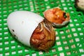 Beak of newborn gosling hatching out of the egg