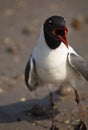 Beak open on loud mouth Laughing Gull