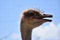 Beak Open on an Ostrich on a Spring Day Royalty Free Stock Photo