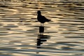 Silhouette of seagull with open beak standing on a post on a golden still lake at sunset Royalty Free Stock Photo