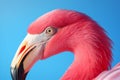 Beak pink lake head feathers wildlife birds africa portrait animal wild zoo nature flamingo Royalty Free Stock Photo