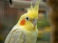 Close up of beak of yellow lutino cockatiel