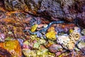 Beaked Banded Sea Snake Enhydrina schistosa, Phi Phi Leh islands