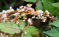 Beaked Dodder Flowers