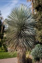 Beaked yucca Yucca rostrata i