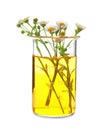 Beaker with flowers on white background