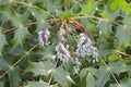 Beale's barberry fruits