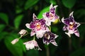 Beallara flower with dark background Royalty Free Stock Photo