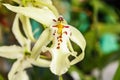 Beallara orchid flower